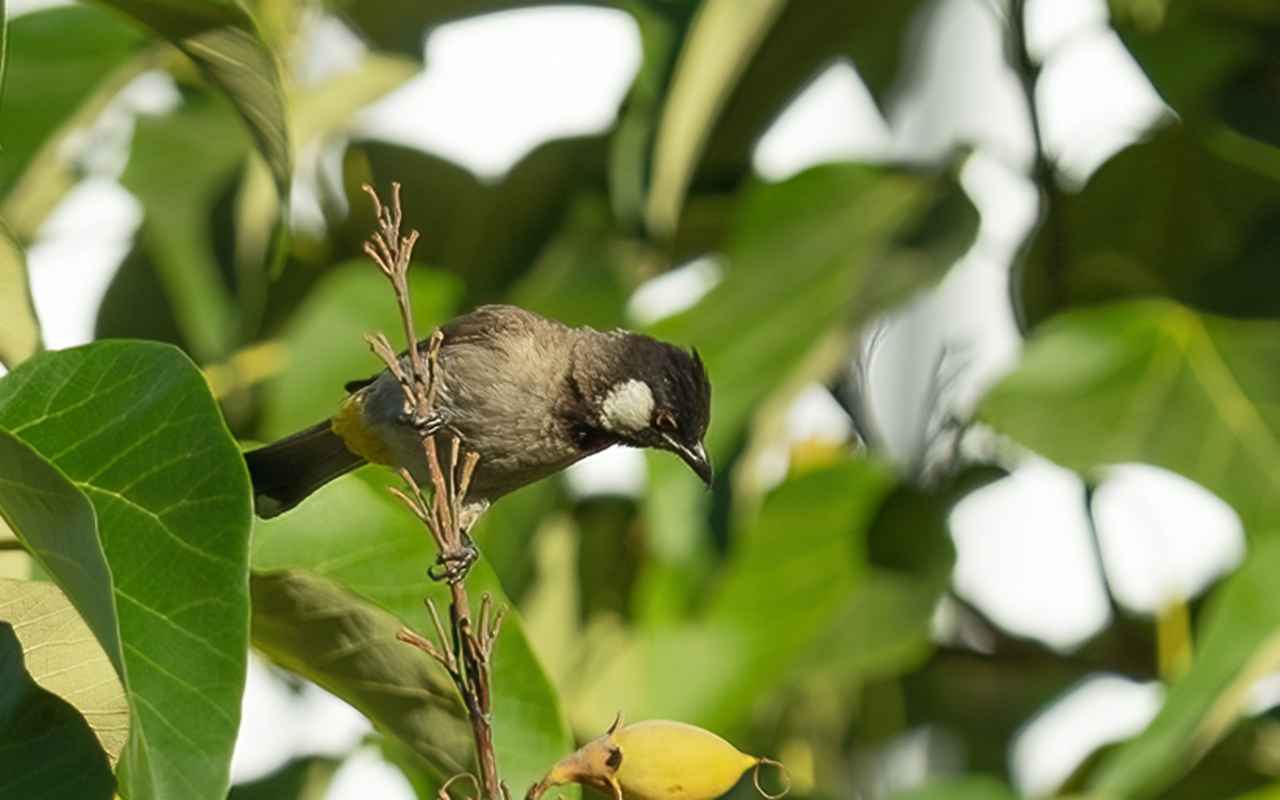 White-eared Bulbul